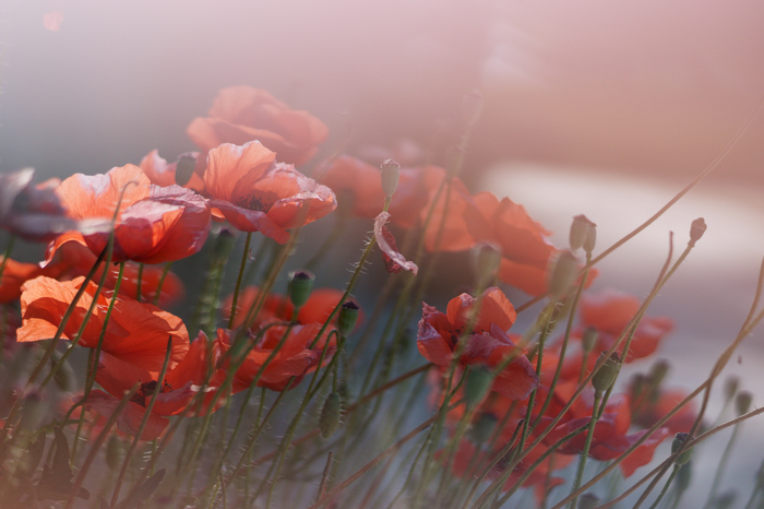 Crimean poppies - My, Flowers, Poppies, The photo, Morning, Poppy