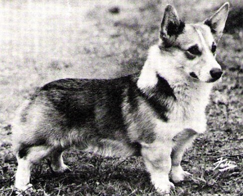 About breeds of dogs. - Dog, , Welsh Corgi Cardigan, Dog breeds, Longpost, Video, Welsh corgi pembroke