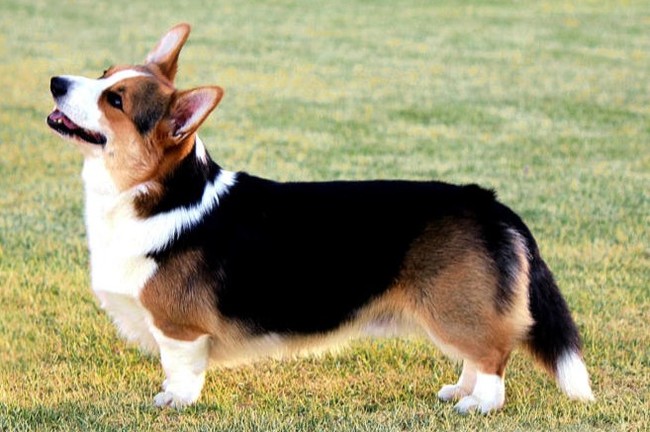 About breeds of dogs. - Dog, , Welsh Corgi Cardigan, Dog breeds, Longpost, Video, Welsh corgi pembroke