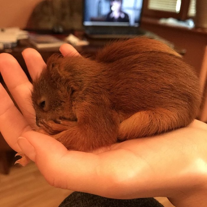 rescued squirrel - My, Squirrel, Rodents, Longpost