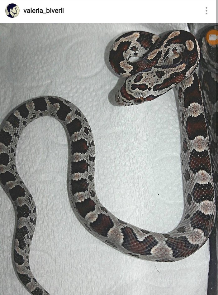 Láska k hadům je nakažlivá a člověka rychle ovlivní. Domácí mazlíčci, Zoo, Had, Dlouhý Post