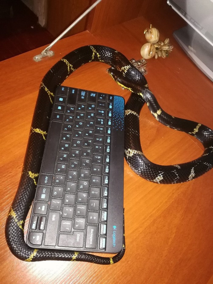 Láska k hadům je nakažlivá a člověka rychle ovlivní. Domácí mazlíčci, Zoo, Had, Dlouhý Post