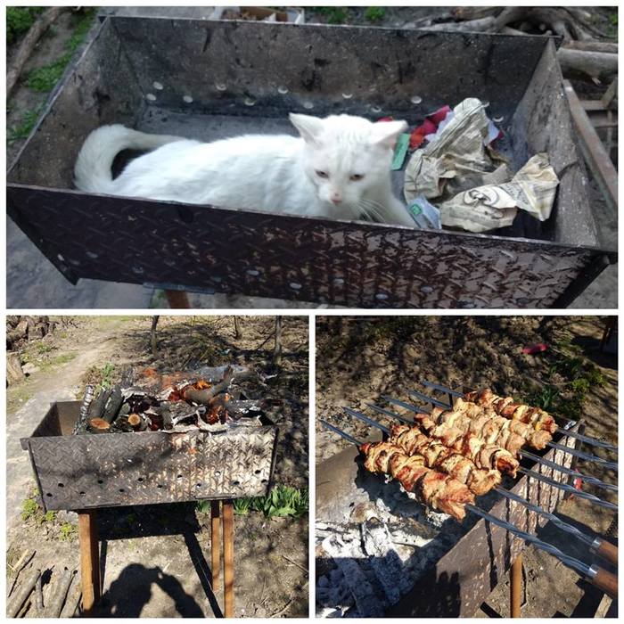 Fedor - cat, The photo, Fedor, Brazier, Shashlik, My