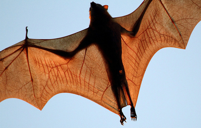 Kalong or giant flying fox. - The photo, Longpost, , Bats, Milota, Animals