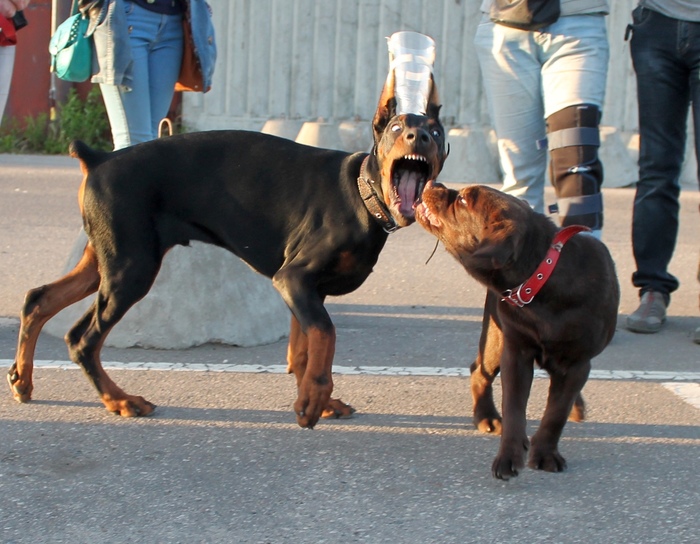 At the dentist's appointment - Doberman, Labrador, Dog, Fighting dog