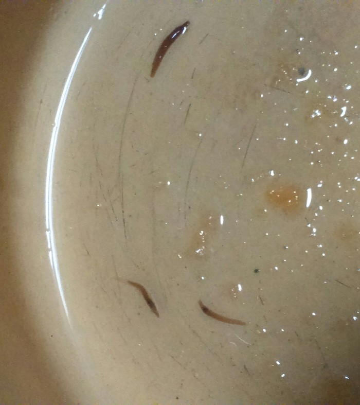 Parasite in char, need help - My, A fish, Loach, Parasites, Worm, Stockfish, No rating, Longpost, We all die