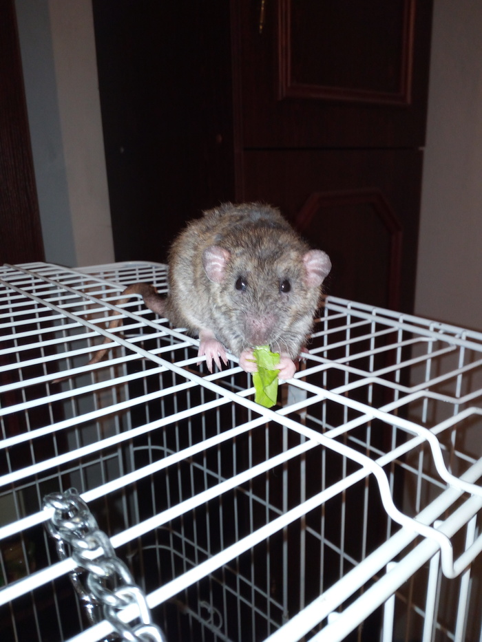 olive - Decorative rats, Dinner, The photo, Vegetarianism