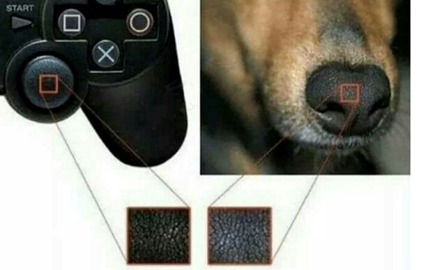 Ahh so that's where - Dog, Playstation, Game console, Nose, Design