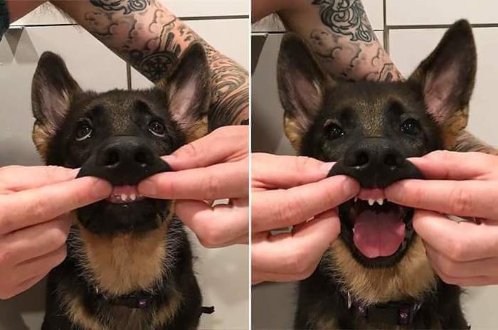 Show me your teeth - Dog, Teeth, Smile, Milota