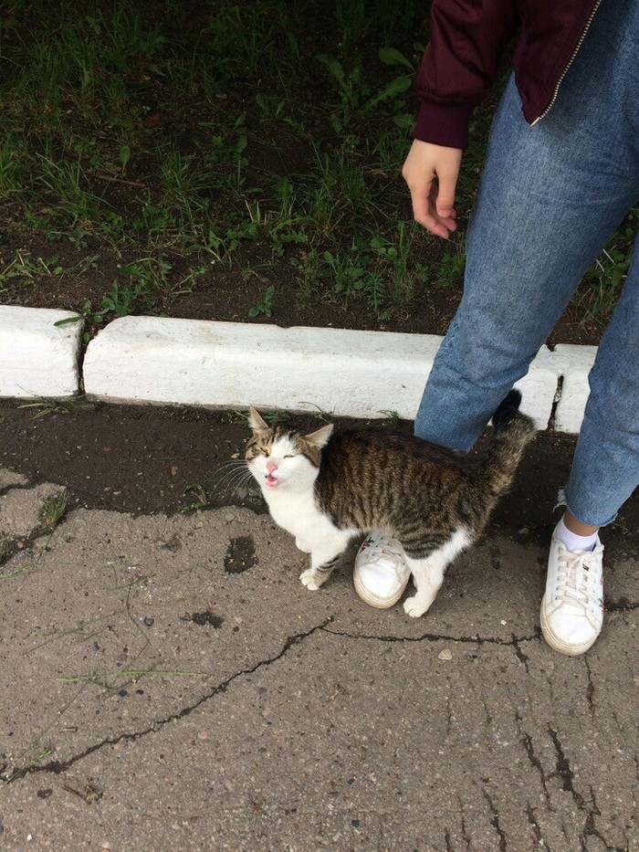 Cute kitty is waiting for you! - My, Kazan, No rating, cat, Longpost