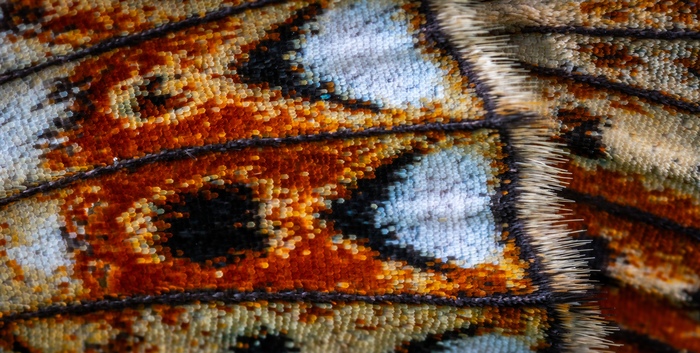 Butterfly wing fragment - My, Butterfly, Insects, , Checkerboard, Macro, Mp-e 65 mm, Macro photography