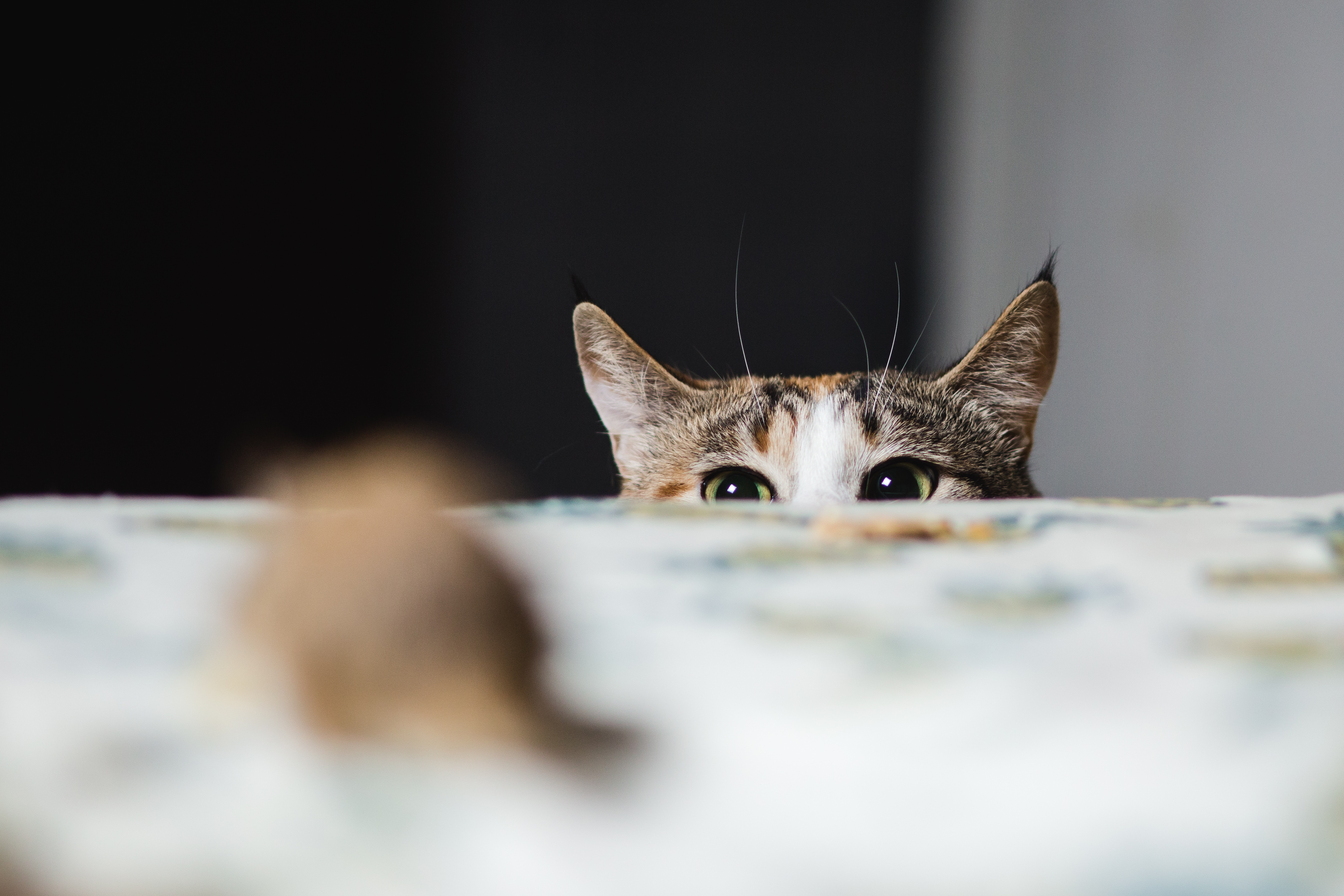 Кот выглядывает