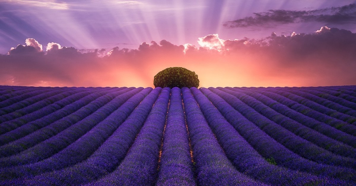 Лавандовое поле. Фиолетовое поле. Сиреневое поле. Сиреневые поля во Франции.
