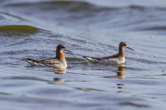 Round-nosed phalaropes, feathered feminism - Birds, The science, Interesting, Feminism, Copy-paste, Elementy ru, Video, Longpost