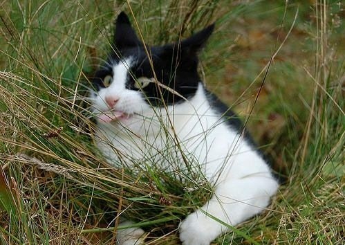 Datura grass - The photo, cat, Grass, Nature, Walk, Delight