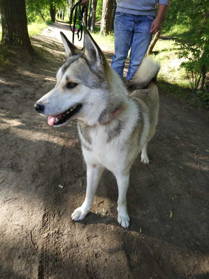 Urgently to the top, please! Laika is looking for a home! - Dog, My, Longpost, Lost