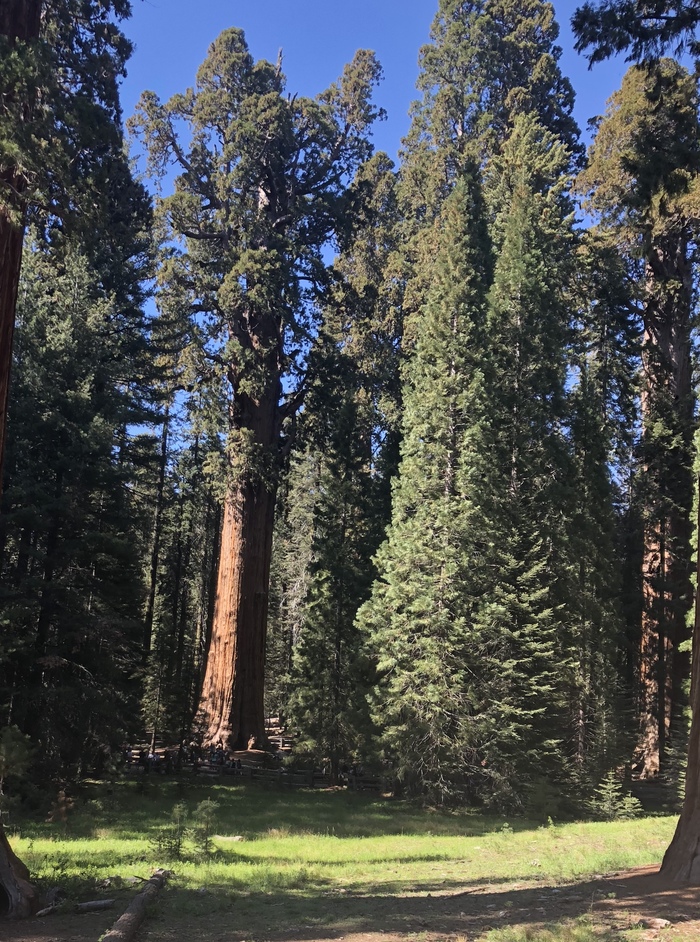 The largest and most voluminous tree on earth - My, Sequoia National Park, California, Longpost