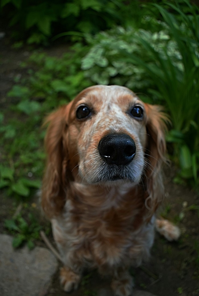   ... , , ,  , Nikon, 