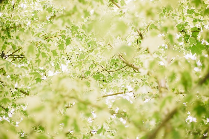 Гелиос Гелиос-44, Фотография, Карелия, Петрозаводск, Длиннопост