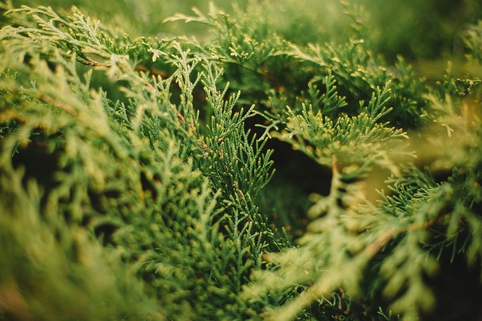 Гелиос Гелиос-44, Фотография, Карелия, Петрозаводск, Длиннопост