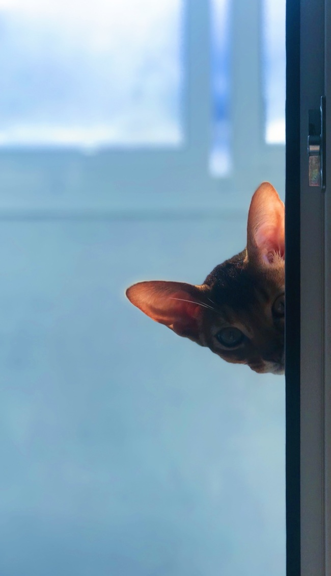 Sunny bunny - My, cat, Abyssinian cat