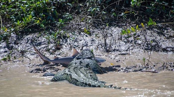 A typical scene in any roadside ditch in Australia - Shark, Crocodile, The photo, Crocodiles