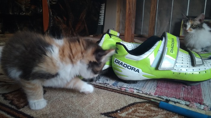 2 crampons and cycling shoes - My, cat, 