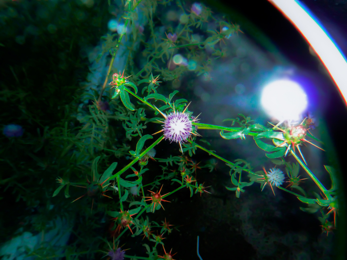 Flora+Universe  , , Lumix, 