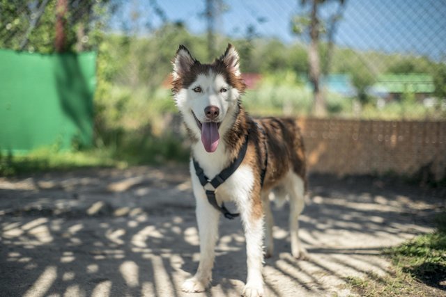 Husky from the streets of Phuket - Husky, Dog, The rescue, Thailand, Longpost