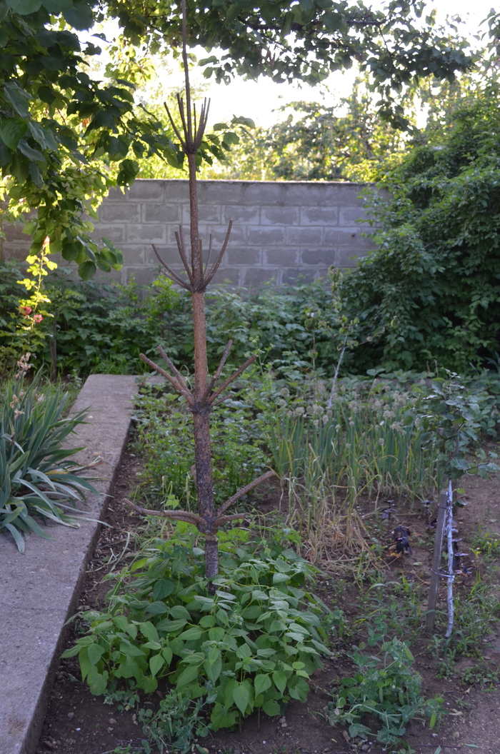 Вторая жизнь новогодней ёлки.