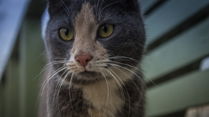 Провинциальные коты. Кот, Начинающий фотограф, Canon, Первый пост, Длиннопост