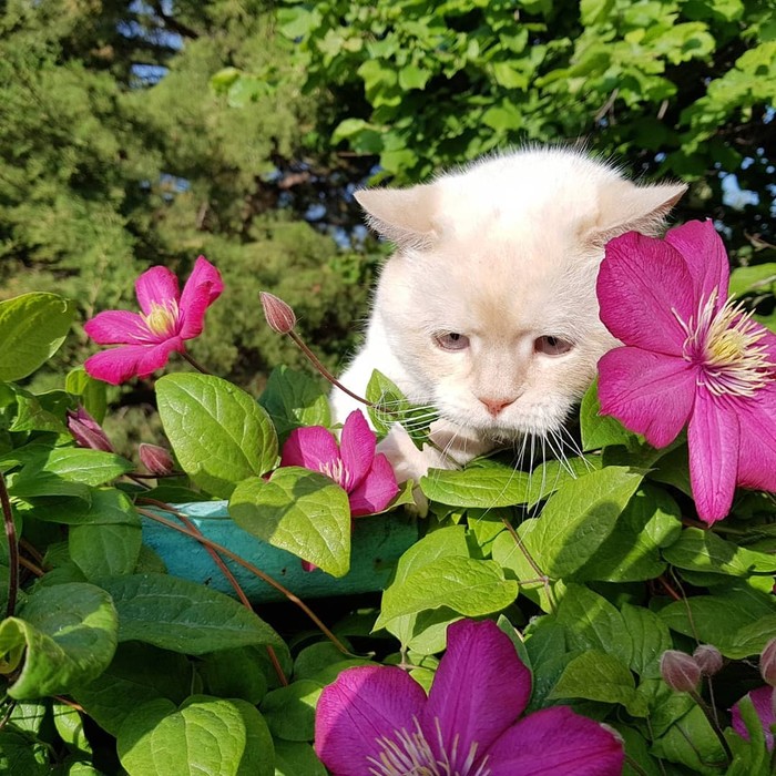 In clematis - My, cat, Funtik, Longpost, Flowers, Clematis