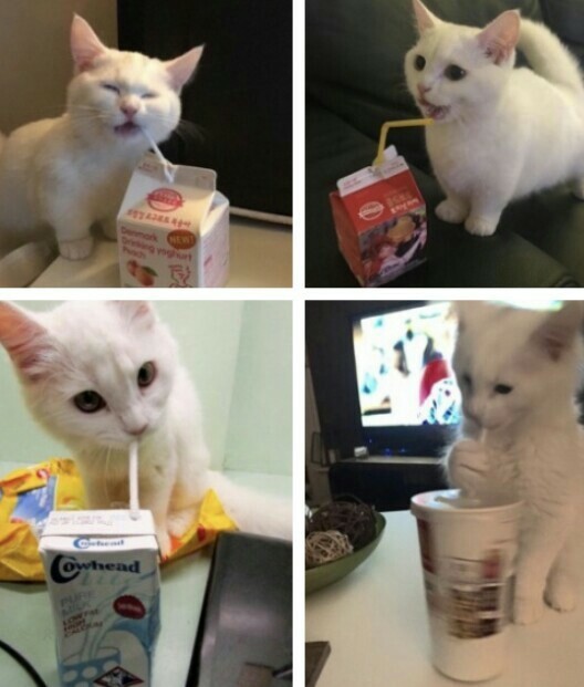 smart - cat, White, , Beverages, Tubules, Drinks, Milota