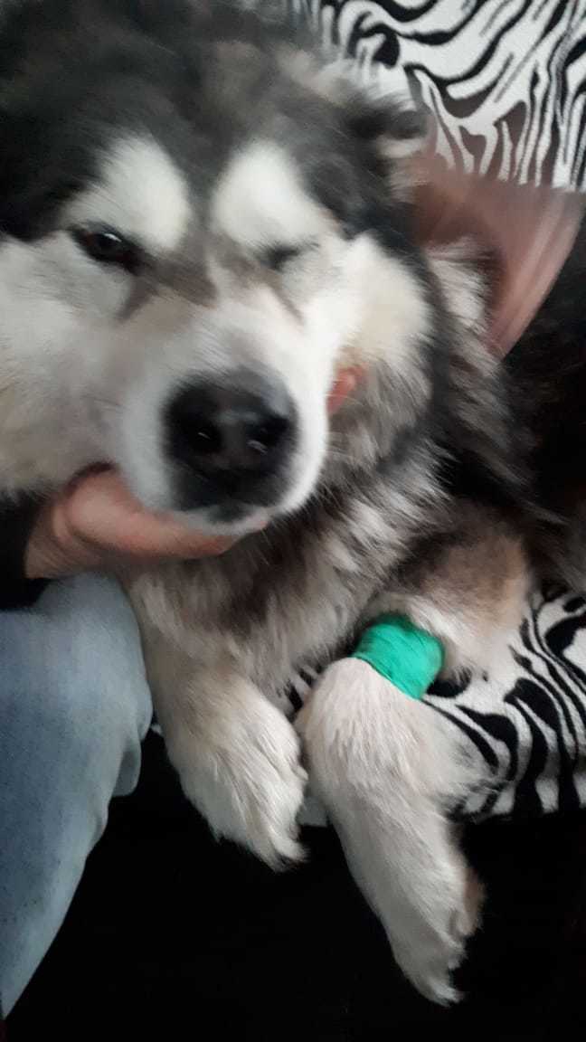 The operation was successful - My, Nearly died, Dog, Help, , Longpost