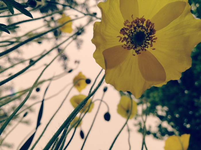 poppy blossoms - My, Poppy, Flowers