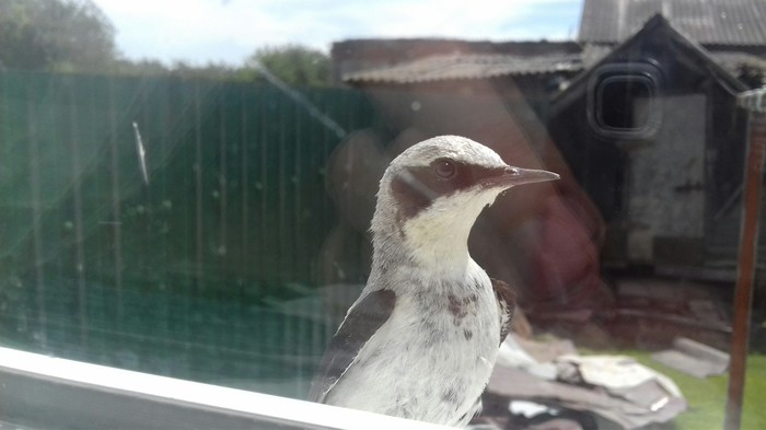 Help identifying a bird - My, unknown bird, Ornithology, Help me find, Birds