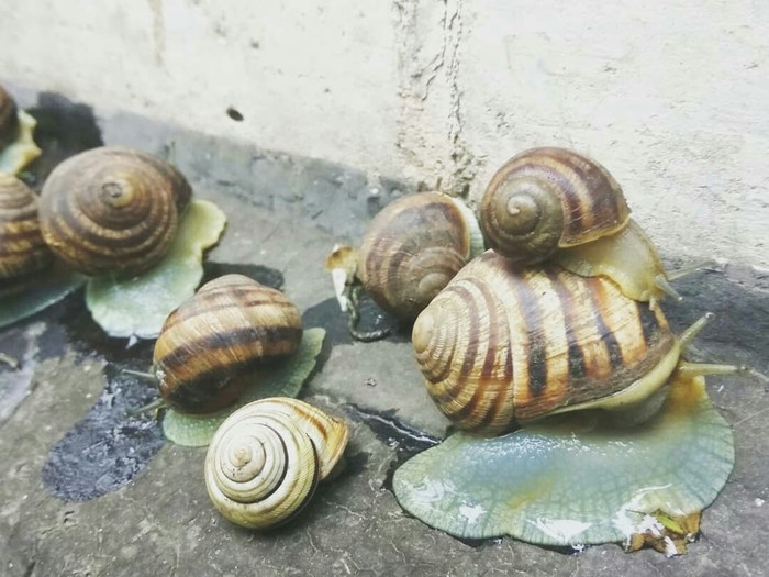 Invasion of grape snails - Grape snail, Snail