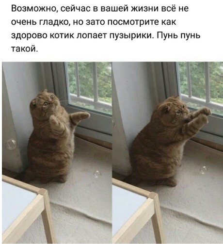 Котик лопает пузырики, пунь пунь такой - Кот, Пузыри, Юмор, Милота