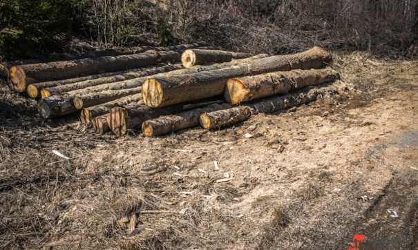 The forest won't burn if it doesn't exist. - Forest, Irkutsk region, Felling, Preserve, Damage, Illegally, Reserves and sanctuaries