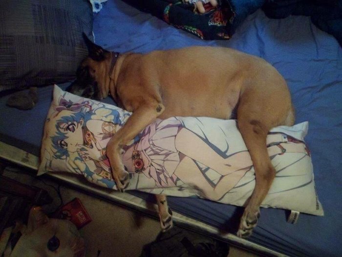 Dogs are people too. - Dog, Anime, Embrace, Hugs, Pillow, The photo, Reddit, Gurren lagann