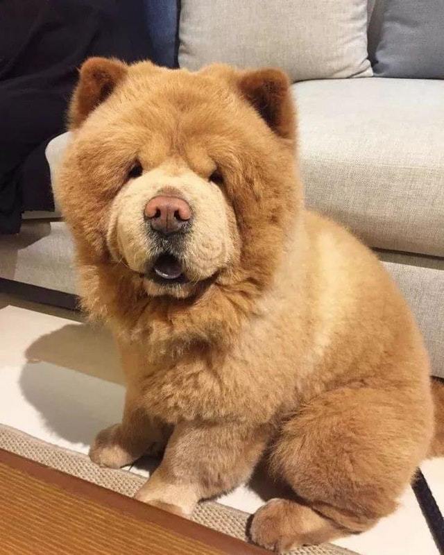 Real teddy bear - Dog, Animals, Pets, Milota, Reddit