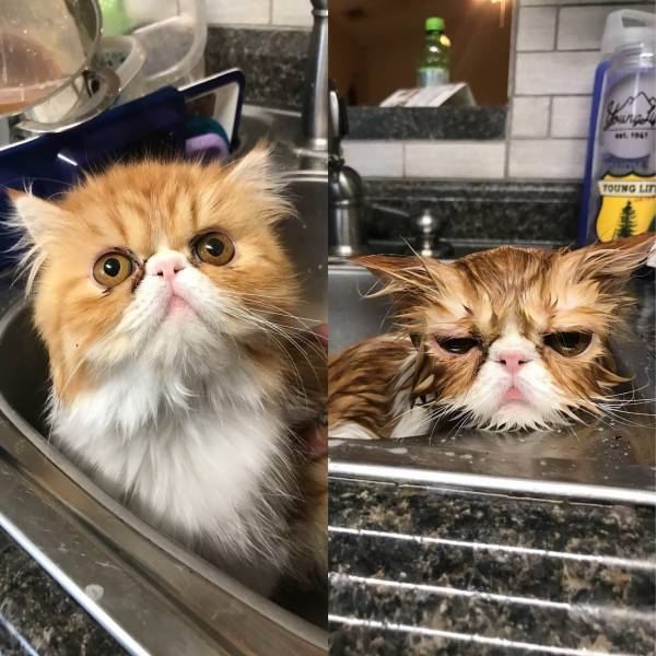 Before and after - cat, Bathing, Don't know, Sadness, , Bathing