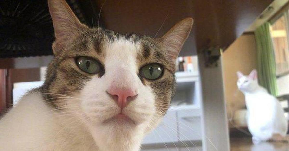 Giga chad cat. Сигма ава. Гига чад кот. Чмоня острые козырьки кот. Sigma cat.