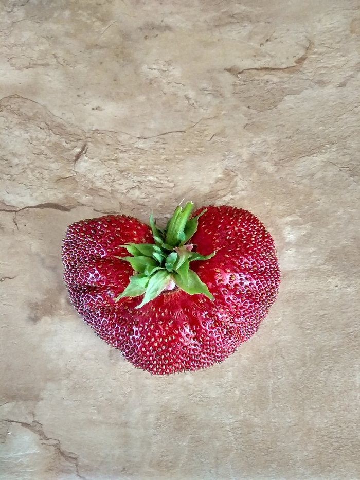 strawberry love - My, Strawberry, Love, Peekaboo, Strawberry (plant)