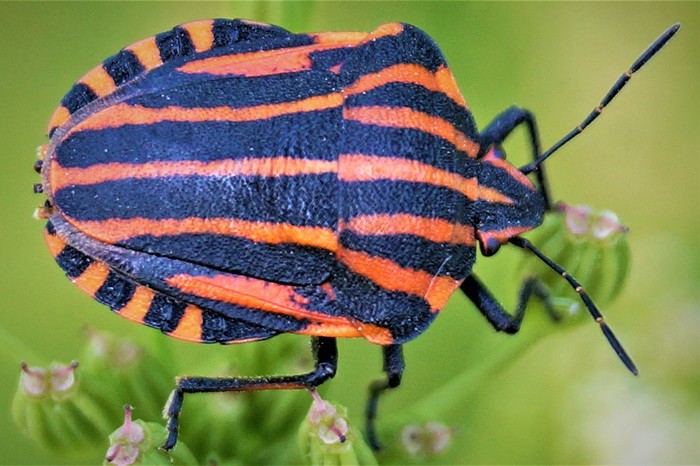 Травяной клопик.