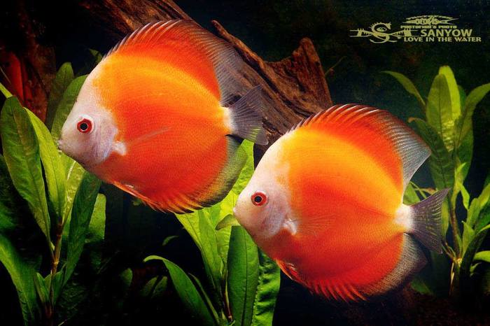 Red Melon Discus-Symphysodon axelrodi var.