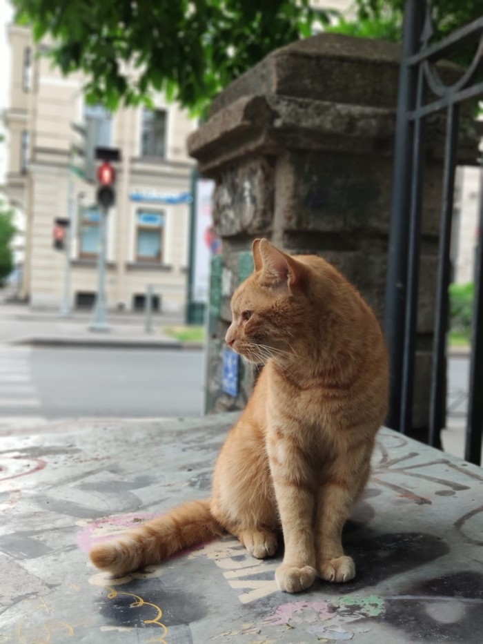 Just a cat in St. Petersburg) - My, cat, Saint Petersburg