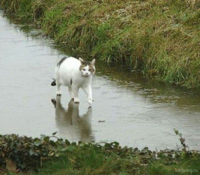 Божий кот - Кот, Вода, Река