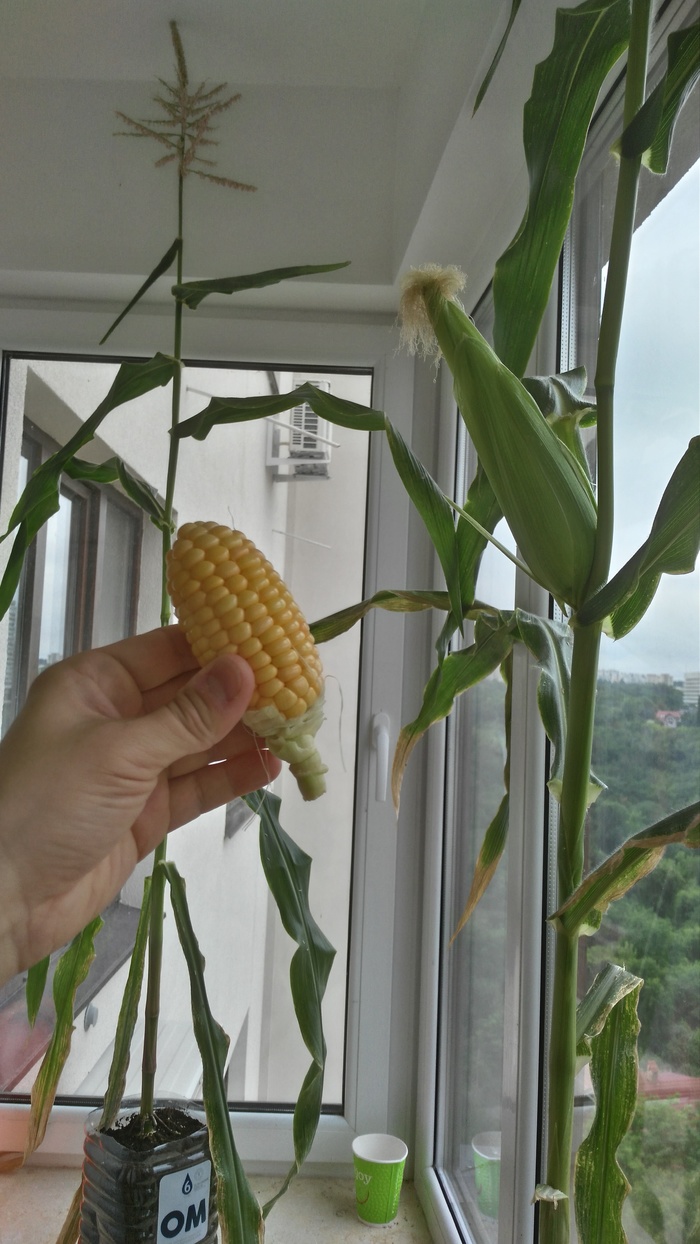 Sweet corn on the windowsill - My, Vegetable garden on the windowsill, Corn, Green pea, Sweet corn, , Harvest, Longpost