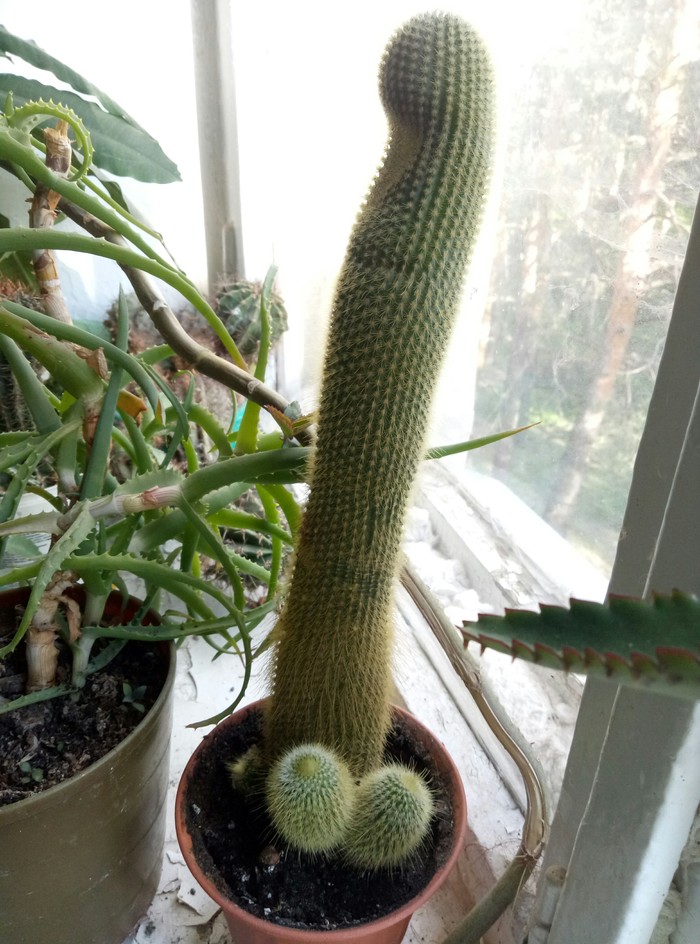 From what they watered, then it grew ... - My, Cactus, Dormitory, Humor